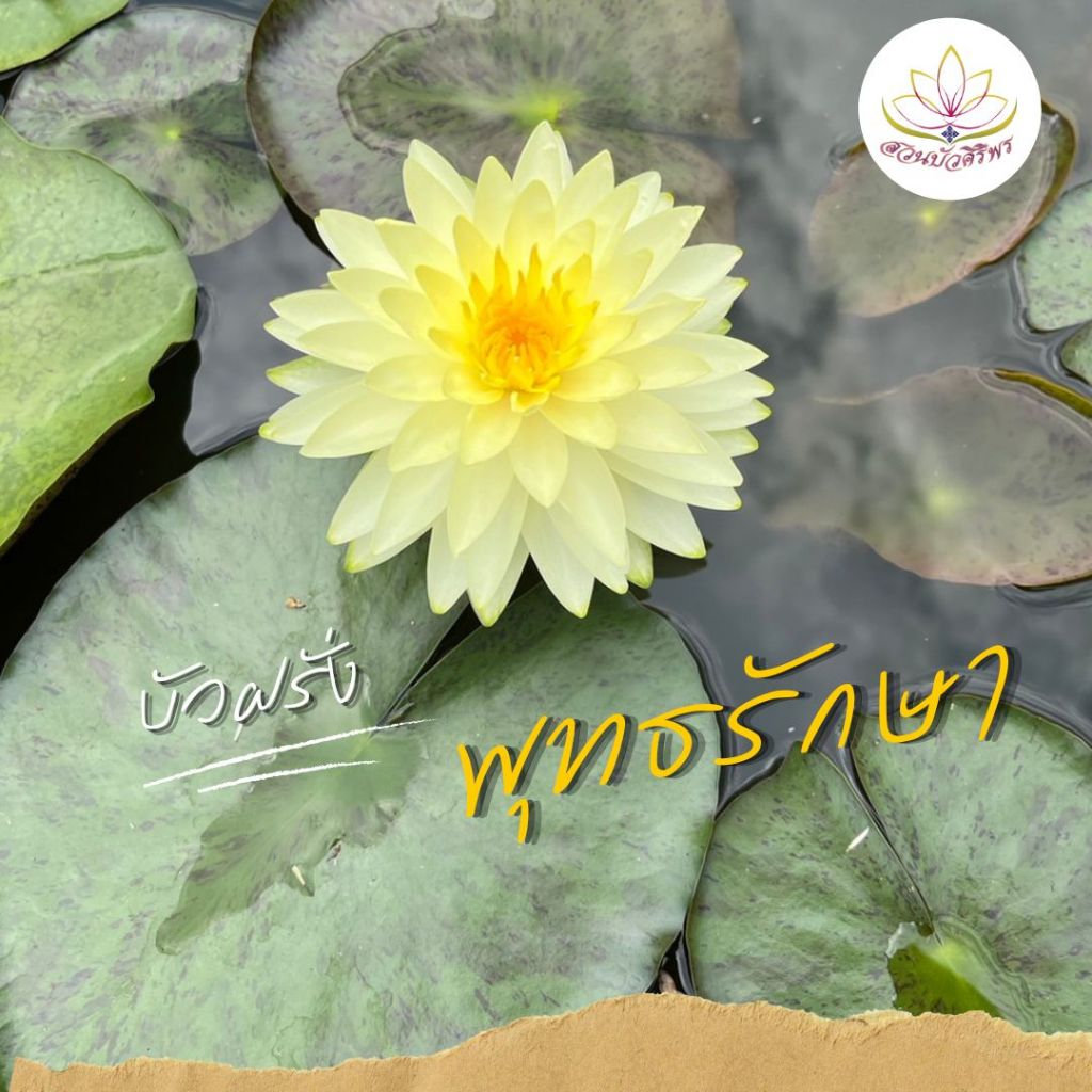 บัวฝรั่ง พุทธรักษา สวยงามระดับแชมป์โลก