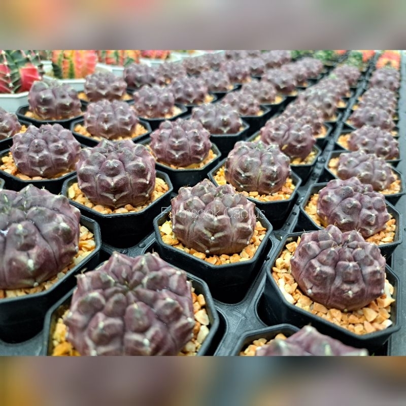 ยิมโน เดย์ดรีม(Gymnocalycium ‘Daydream’)แคคตัส กระบองเพชร