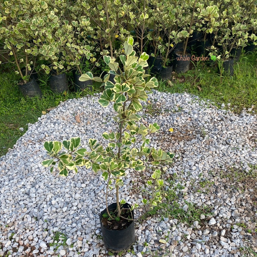 ต้นสาริกา สาริกาด่าง (Ficus deltoid Jack) แบบสูง 60-80 เซน ไทรใบโพธิ์หัวกลับ ปลูกเป็นไม้ประดับสวน (รับประกันสินค้า)