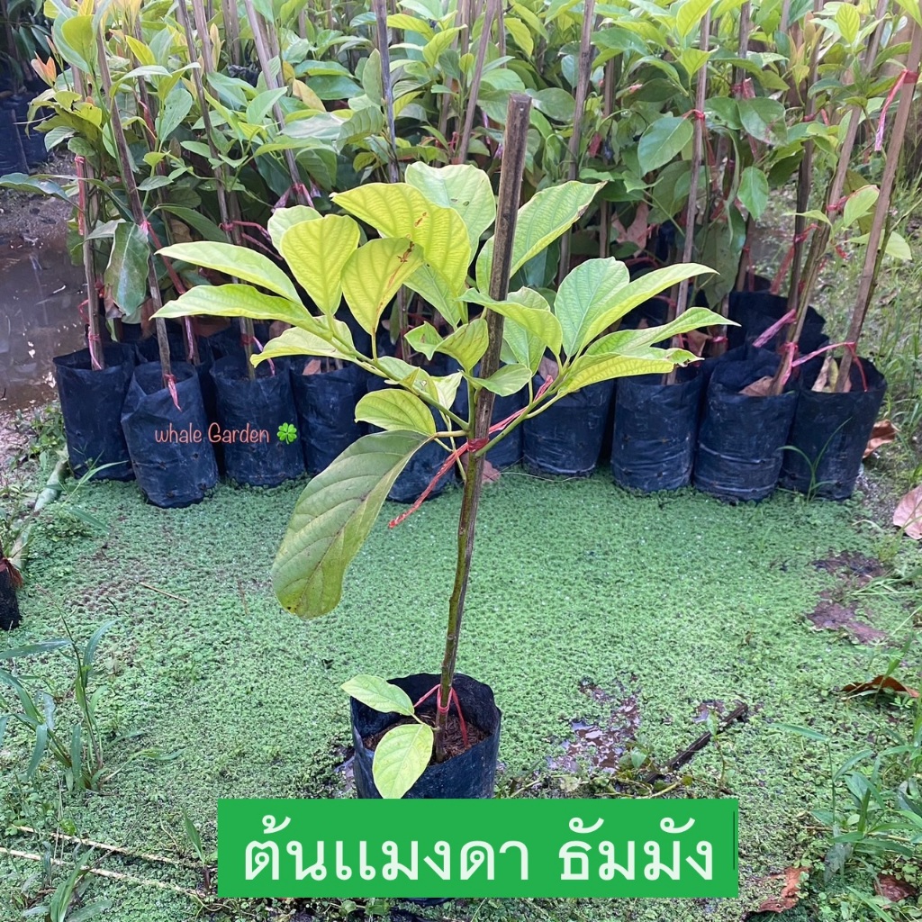 ต้นแมงดา ต้นธัมมัง (Litsea Petiolata) ใบมีกลิ่นคล้ายเเมงดา (รับประกัน ส่งใหม่ฟรี หากสินค้าเเสียหาย!!) – โปรปัง