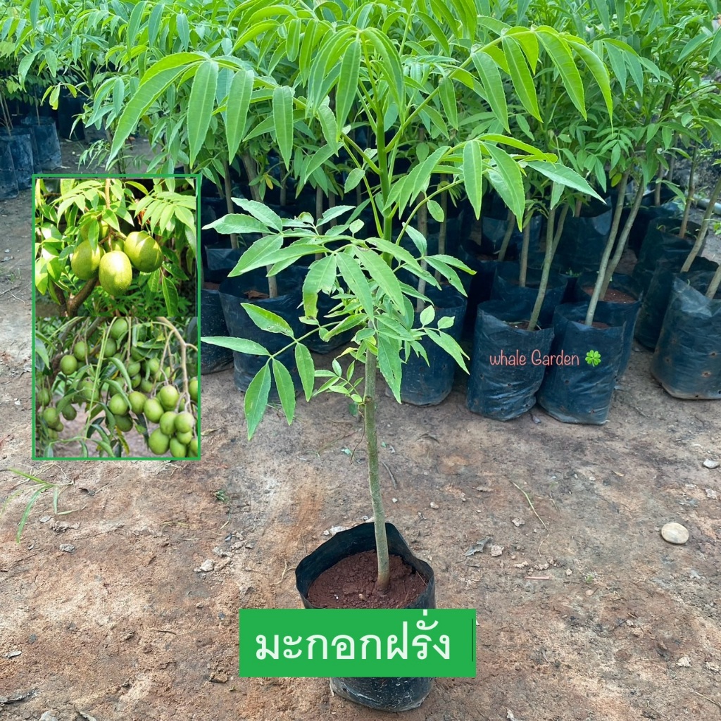 ต้นมะกอก มะกอกฝรั่ง ยักษ์ (Spondias Dulcis) มะกอกหวาน ต้นสวย (รับประกัน ส่งใหม่ฟรี หากสินค้าเเสียหาย!!)