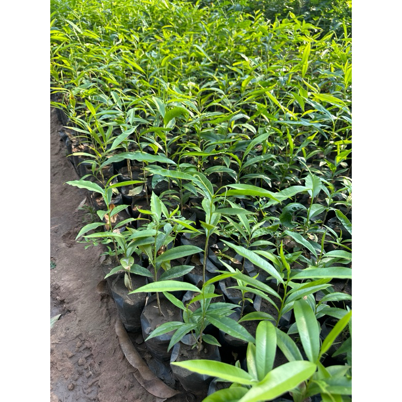 ต้นกฤษณา ไม้หอม 🌱 #กล้าไม้ป่าไม้เศรษฐกิจ  พร้อมปลูกเกิดการเสียหายรับผิดชอบทุกกรณี
