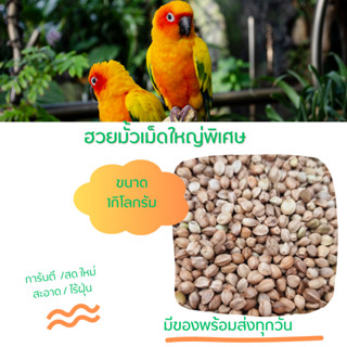 อาหารนกแก้วฮวยมั๊วเกรAAAเม็ดใหญ่ เป่าฝุ่นแล้วสะอาดสำหรับนกแก…