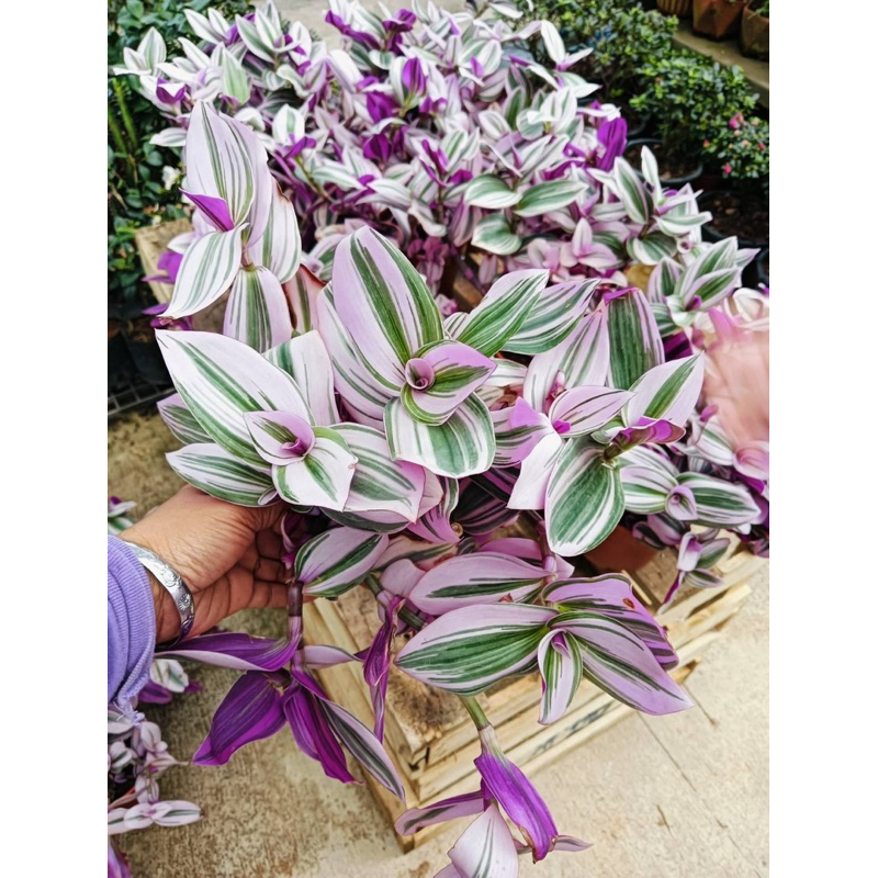 ☘️Pink Plant | Tradescantia Nanouk🌸 #ต้นก้ามปูหลุดด่างชมพู Tradescantia Nanoukไม้นำเข้า กระถาง5-6นิ้ว