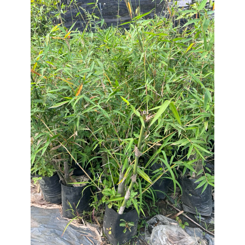 ไผ่บงหวานเพชรน้ำผึ้ง เบอร์9 หน่อใหญ่ พันธ์แท้  พร้อมปลูก เกิดการเสียหาย รับผิดชอบทุกกรณี