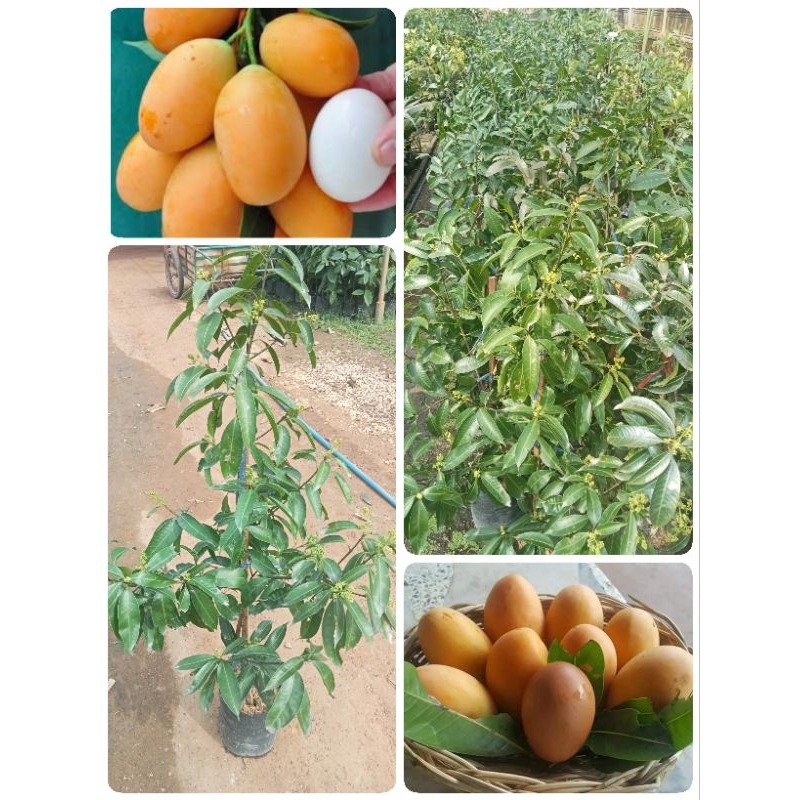 ต้นมะยงชิดทูลเกล้า/ทาบกิ่งสูง 60-100 ซม. ผลใหญ่เท่าไข่ไก่ ลูกดกปลูกง่ายได้ผลเร็ว