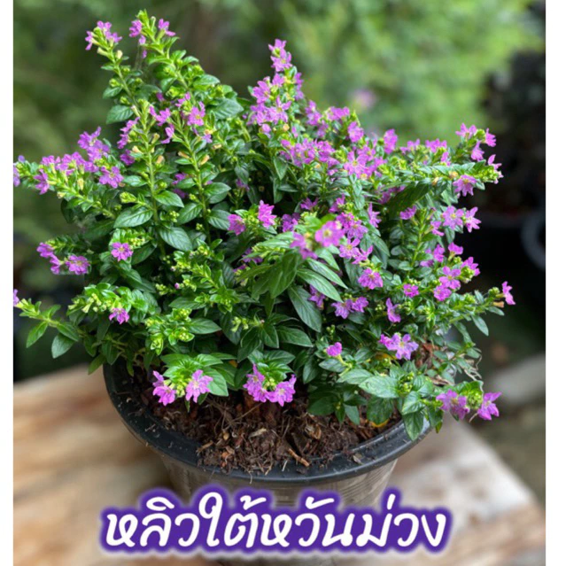 หลิวแคระใต้หวัน ดอกม่วง,ขาว,เหลือง พร้อมกระถาง5-6" ไม้ดอกน่ารักมาก🌸🌸มีดอกทุกต้น