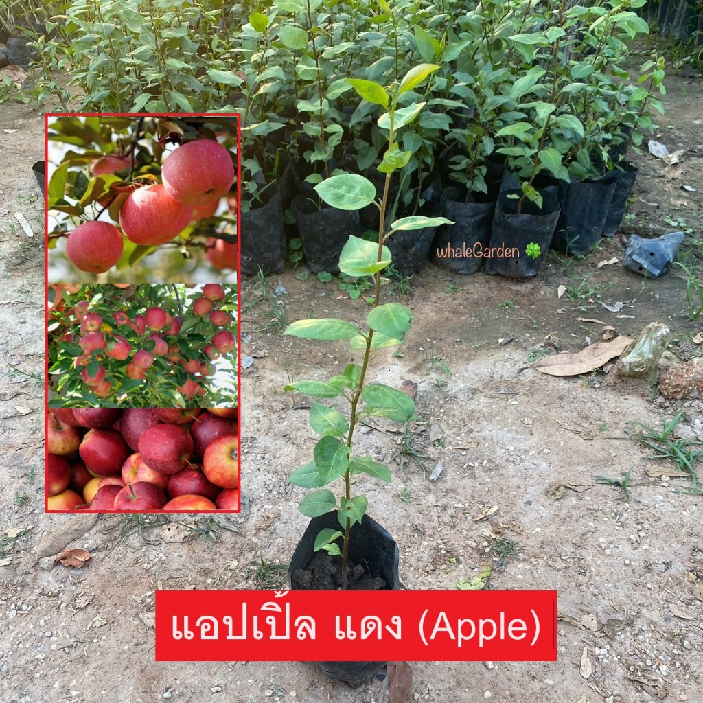 ต้นแอปเปิ้ล แอปเปิ้ล Apple ผลสีแดง รสหวาน ผลไม้ยอดนิยม (รับประกัน ส่งใหม่ฟรี หากสินค้าเเสียหาย!!)