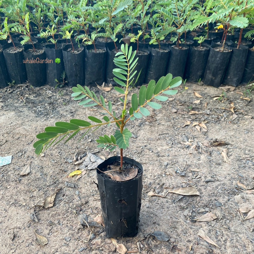 แคนา ต้นแคนา ขาว ราคาถูก (Dolichandrone Serrulata) แคขาว ออกดอกสีขาว (รับประกัน ส่งใหม่ฟรี หากสินค้าเเสียหาย!!)