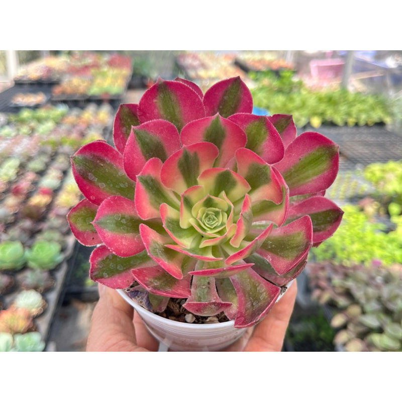 Aeonium Pink witch ไม้อวบนำ้ น่ารักๆ กระถาง 4 นิ้ว