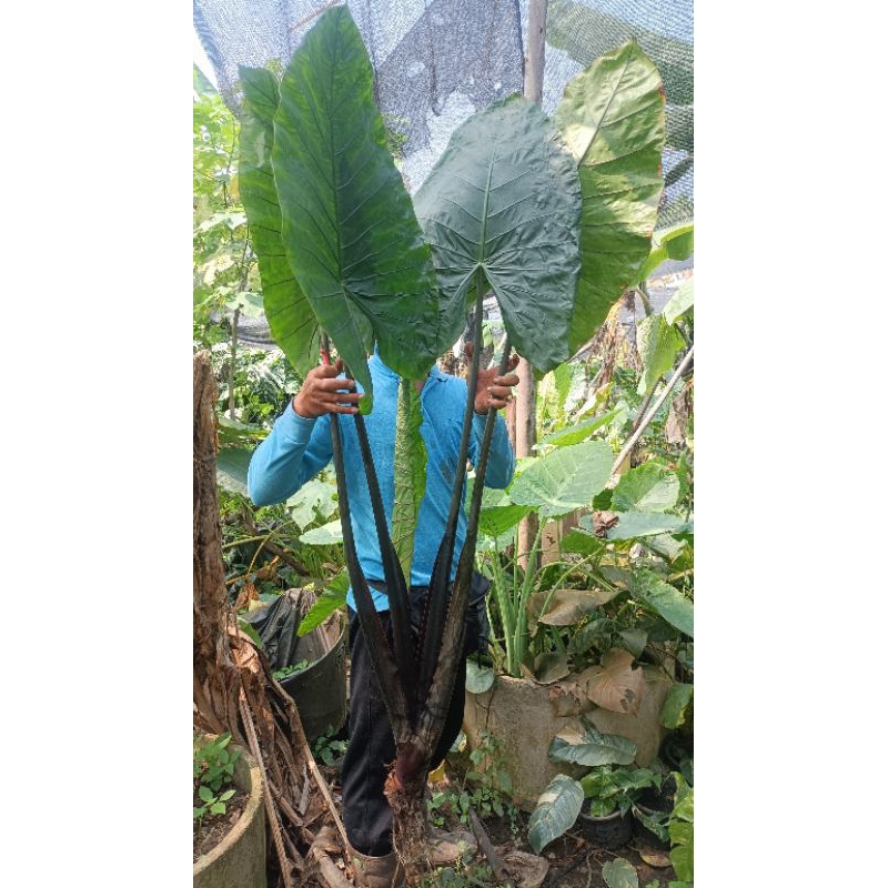 บอนกระดาดดำ (Alocasia black stem)