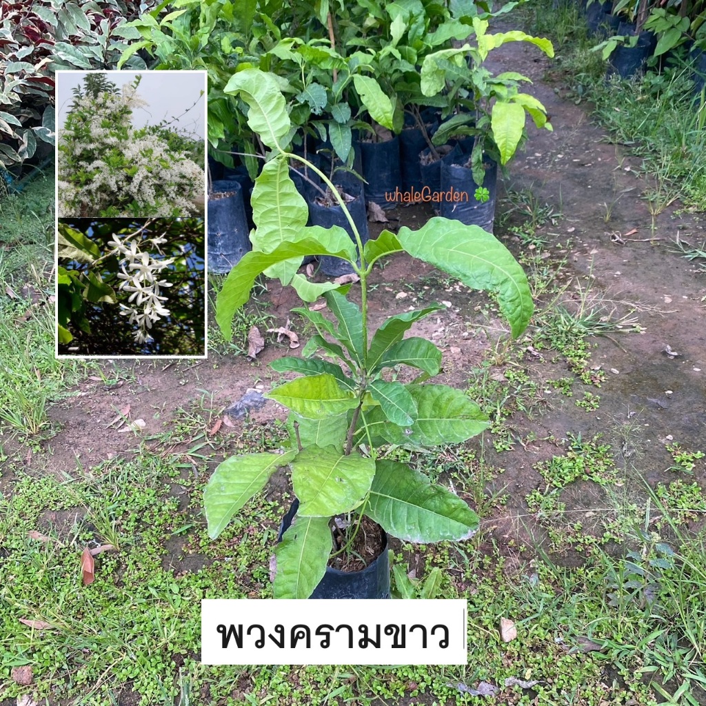 ต้นพวงคราม พวงคราม สีขาว กิ่งชำ ให้ดอกเร็ว (white petrea) พวงครามขาว (รับประกัน ส่งใหม่ฟรี หากสินค้าเเสียหาย!!)