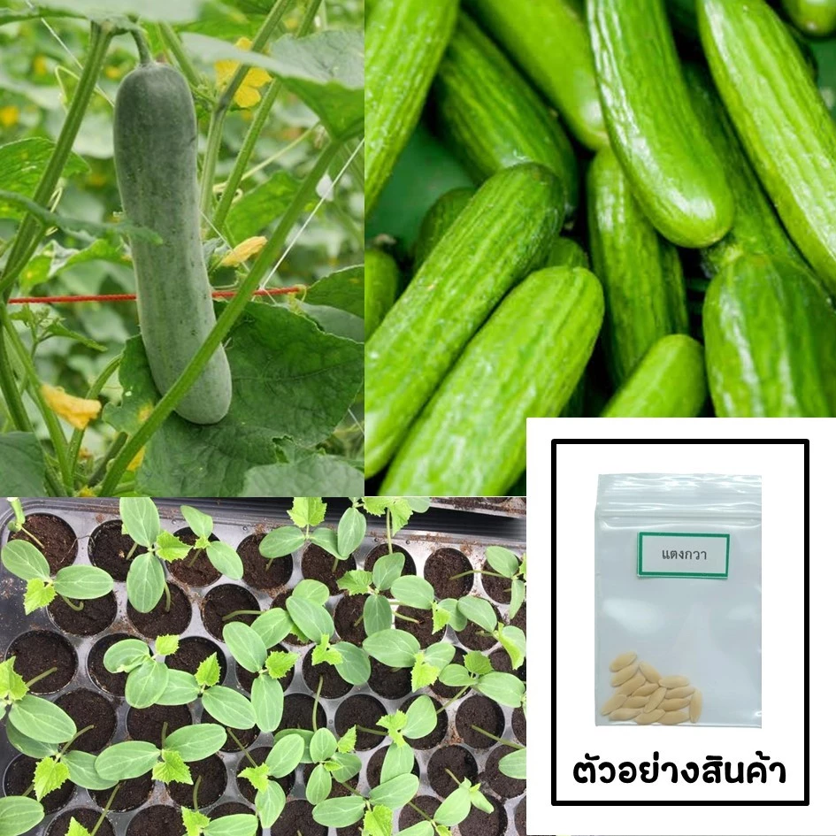 เมล็ดแตงกวา 15 เมล็ด 🌱 ซื้อ 10 แถม 2 คละได้ 💥 เลือกของแถมได้ คิดถึงเมล็ดผัก คิดถึง skinsun