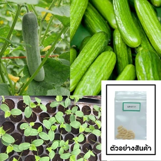 เมล็ดแตงกวา 15 เมล็ด 🌱 ซื้อ 10 แถม 2 คละได้ 💥 เลือกของแถมได้ คิดถึงเมล็ดผัก คิดถึง skinsun