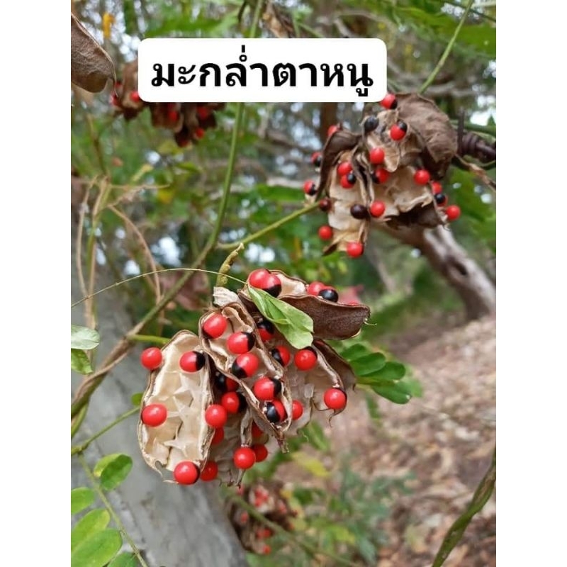 มะกล่ำตาหนู ขายเมล็ด1ขีด100บาท(สำหรับทำยาหรือทำงานประดิษฐ์ รูปที่ 2