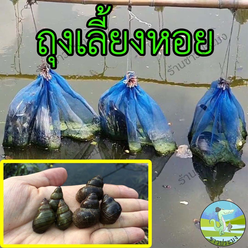 ถุงเลี้ยงหอย มีขนาด จัมโบ้ ใหญ่ เล็ก ใส่ปลา กบ ทำจากมุ้ง ใช้งานง่าย มีเชือกรูด กระชังเลี้ยงหอย
