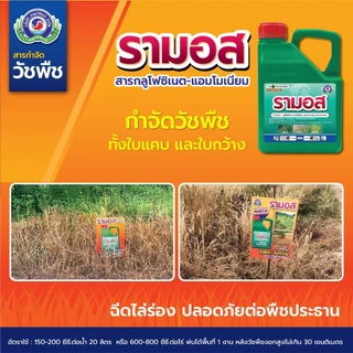 รามอส กำจัดวัชพืชทุกชนิด ใช้พ่นล้างแปลงได้ ปลอดภัยต่อระบบราก (กลูโฟซิเนต-แอมโมเนียม) ขนาด 4 ลิตร