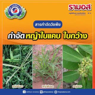 รามอส กำจัดวัชพืชทุกชนิด ใช้พ่นล้างแปลงได้ ปลอดภัยต่อระบบราก (กลูโฟซิเนต-แอมโมเนียม) ขนาด 4 ลิตร