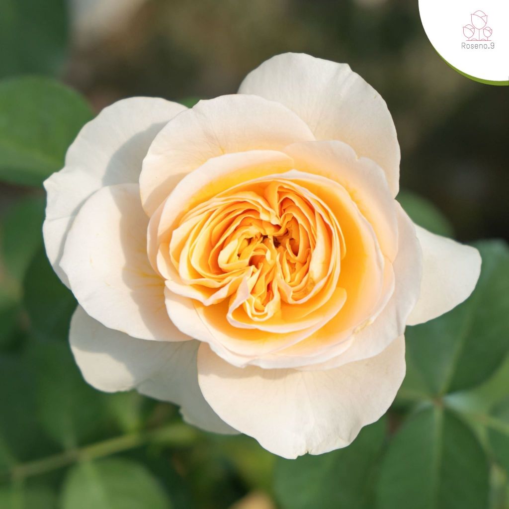 R12 Juliet Rose​ (กุหลาบ จูเลียต​)​ ดอกสีครีม ต้นใหญ่ / ถุง 8 นิ้ว / สูง 60-70 ซม. / ไม้ประดับ ดอกไม้ความรัก (ต้นไม้)