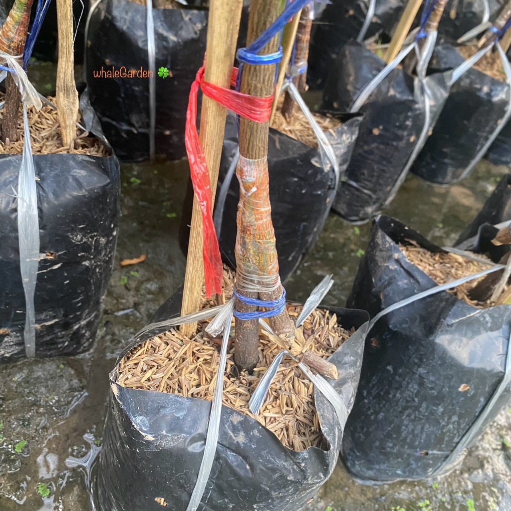 ต้นขนุน พันธุ์ ขนุนไร้เมล็ดเพชรน้ำผึ้ง กิ่งทาบ ให้ผลเร็ว ขนุนไร้เมล็ด ไร้ยาง (รับประกัน ส่งใหม่ฟรี หากสินค้าเเสียหาย!!) - รูปที่ 3