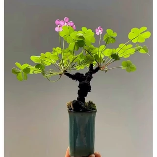 💕Oxalis articulata rubra​ โคลเวอร์​3แฉก💕