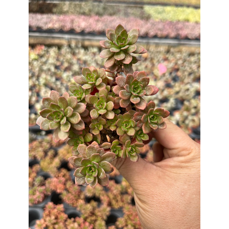 Aeonium  nimi  Bronze Medal  red color