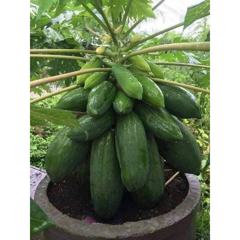 ต้นมะละกอเตี้ยชุมแพ 🌿สูง 15-20 cm 🍀3 ต้น 139 บาท🌿