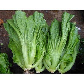 เมล็ดผักกาดเขียวปลีกลม 2 กรัม (5แถม1คละได้)