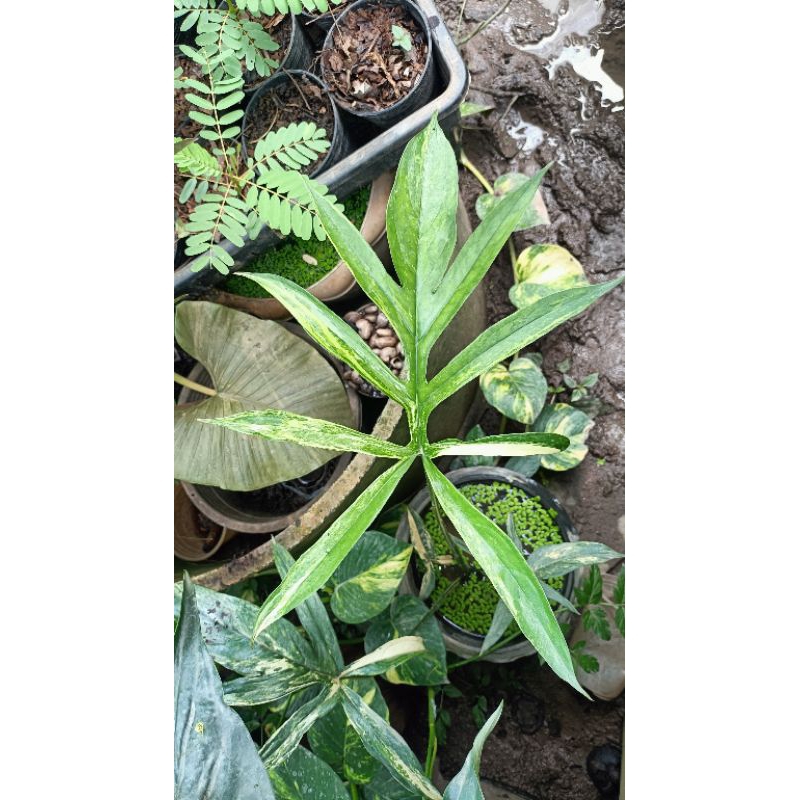 ผักหนามด่างขาว(Lasia spinosa variegated)