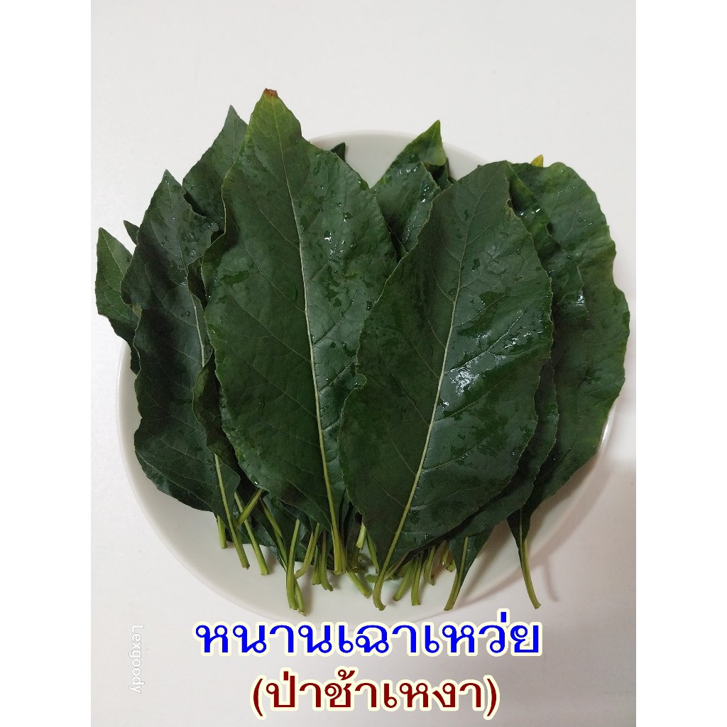 หนานเฉาเหว่ย ป่าช้าเหงา ป่าเฮ่วหมอง ใบสดปลอดสารพิษ เก็บส่งทันทีตามออเดอร์ แพ็ค100กรัม มี50ใบ