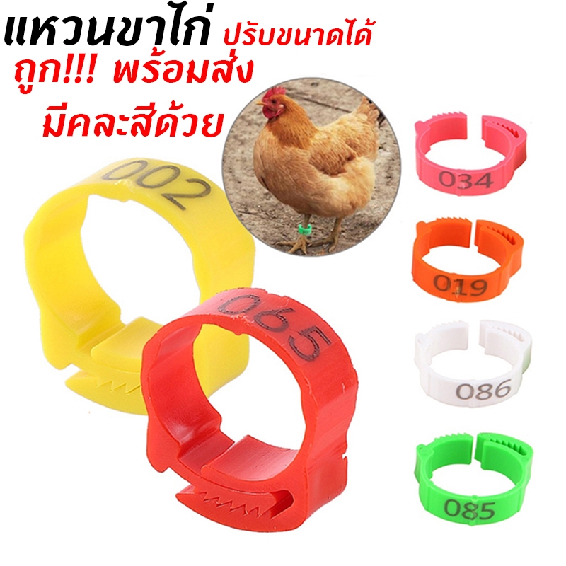 ถูกสุด🔥ห่วงขาไก่ ปรับขนาดได้ เเหวนพลาสติกไส่ขาไก่ แหวนขาไก่ชน
