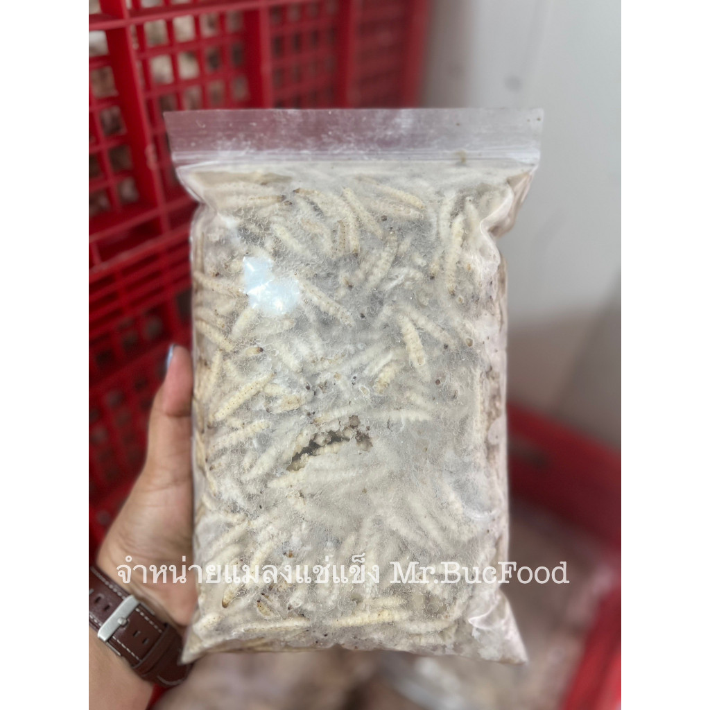 หนอนไม้ไผ่ หนอนรถด่วน ขนาด850-900กรัม (ส่งรถห้องเย็น)