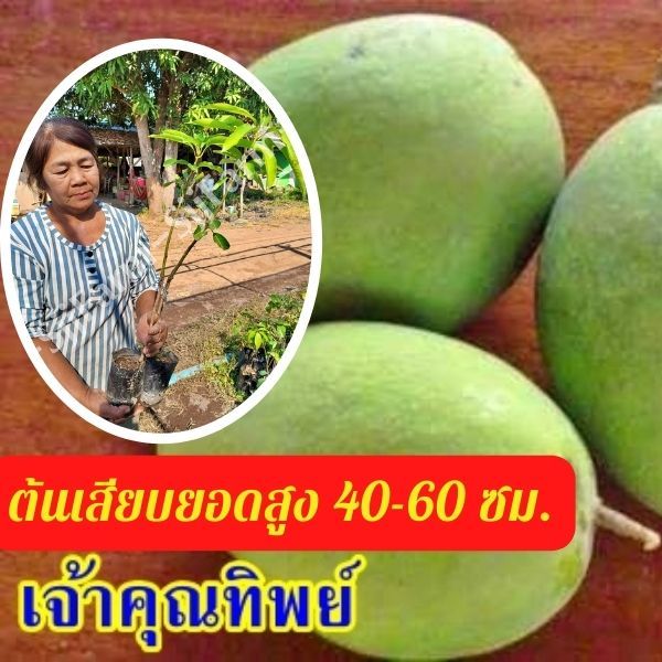 มะม่วง 1 ต้น พันธุ์เจ้าคุณทิพย์ ต้นเสียบยอด พร้อมจัดส่ง