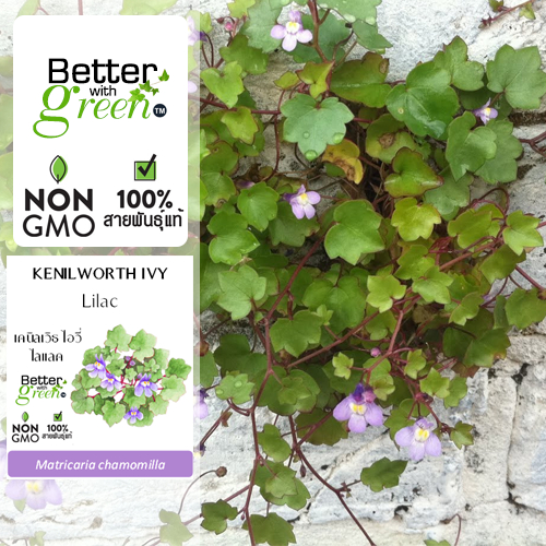 เมล็ดพันธุ์ เคนิลเวิธ ไอวี่ สีไลแลค 50 เมล็ด (KENILWORTH IVY : Lilac) นำเข้า การันตีสายพันธุ์