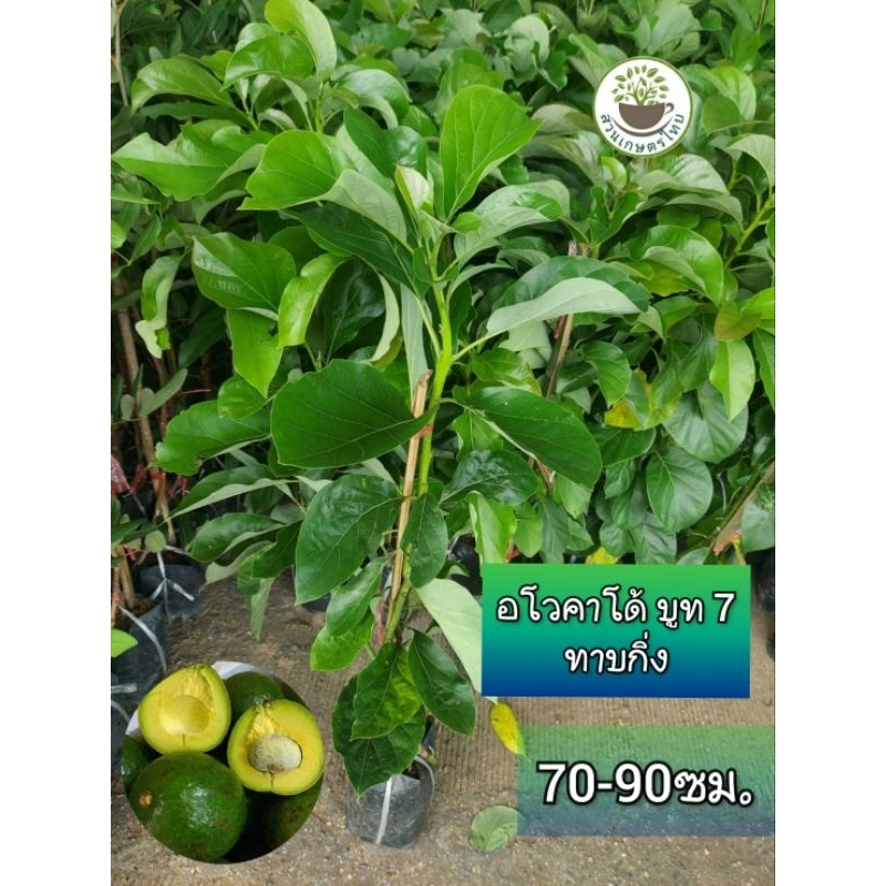 ต้นอโวคาโด้ อะโวคาโด้พันธุ์บูท 7 (Booth-7) สูง1เมตร ทาบกิ่ง