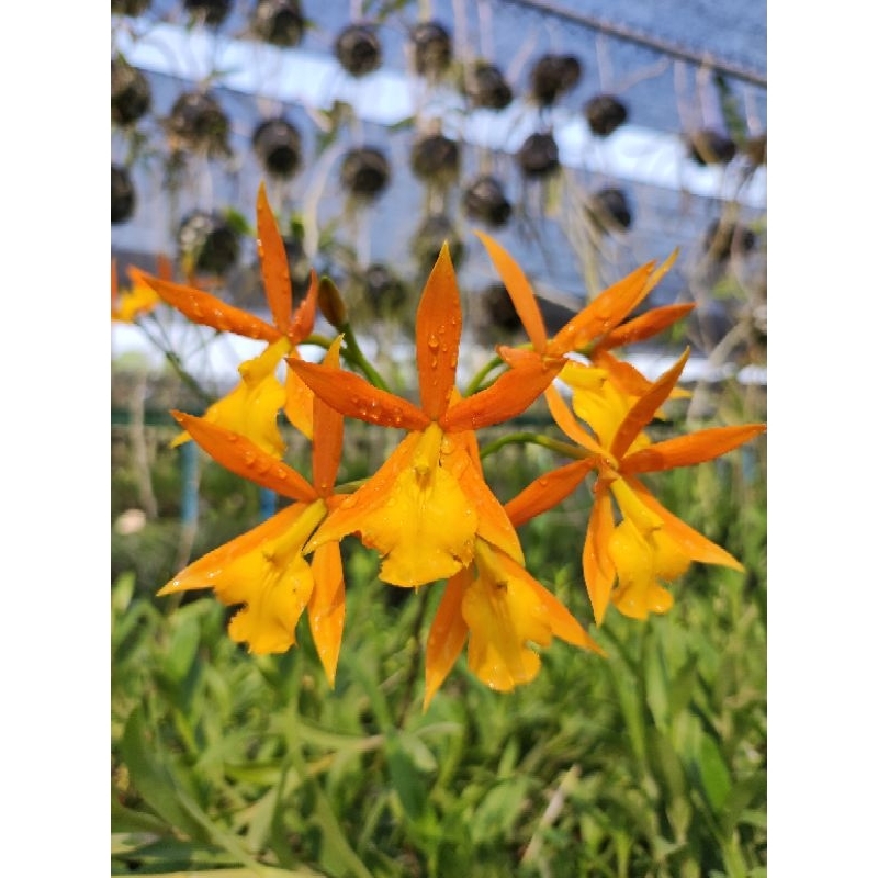 Epc.Orange Blaze กล้วยไม้กลุ่มอิพิแคทลียา น่าสะสม รุ่นกระถางนิ้ว
