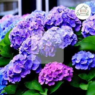 เมล็ดพันธุ์ ดอกไฮเดรนเยีย คละสี (Hydrangea) บรรจุ 10 เมล็ด