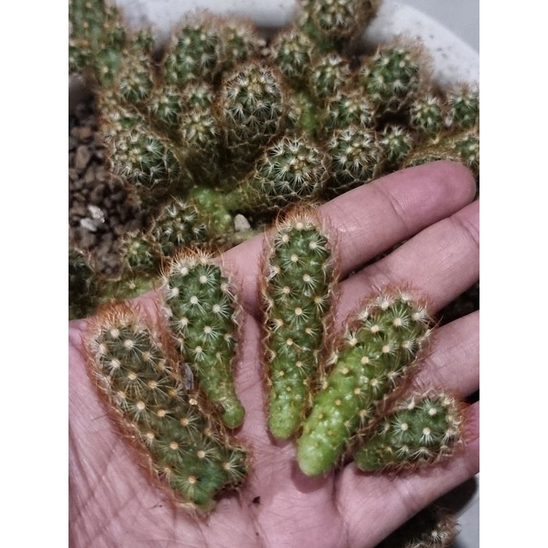 แคคตัส 🌵 หน่อสด พร้อมปลูก กระบองเพชร Cactus Succulent 🌵