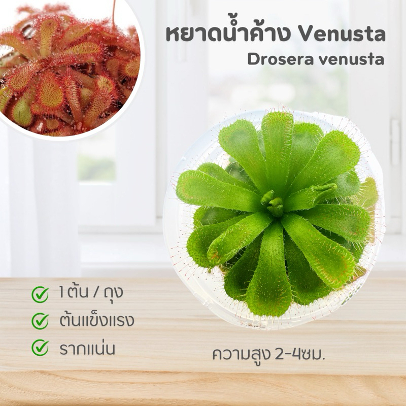 ไม้กินแมลง หยาดน้ำค้าง Venusta : Dosers venusta