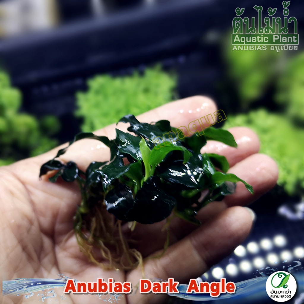 Anubias Dark Angle อนูเบียสดาร์คแองเจิล ต้นไม้น้ำ