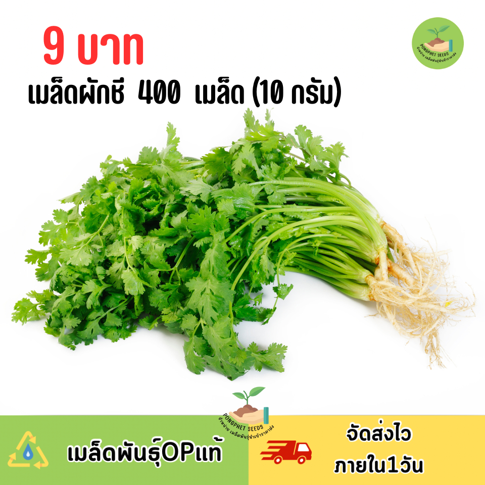 ถูกสุดคุ้ม เมล็ดผักชี 10 กรัม (ประมาณ400เมล็ด)