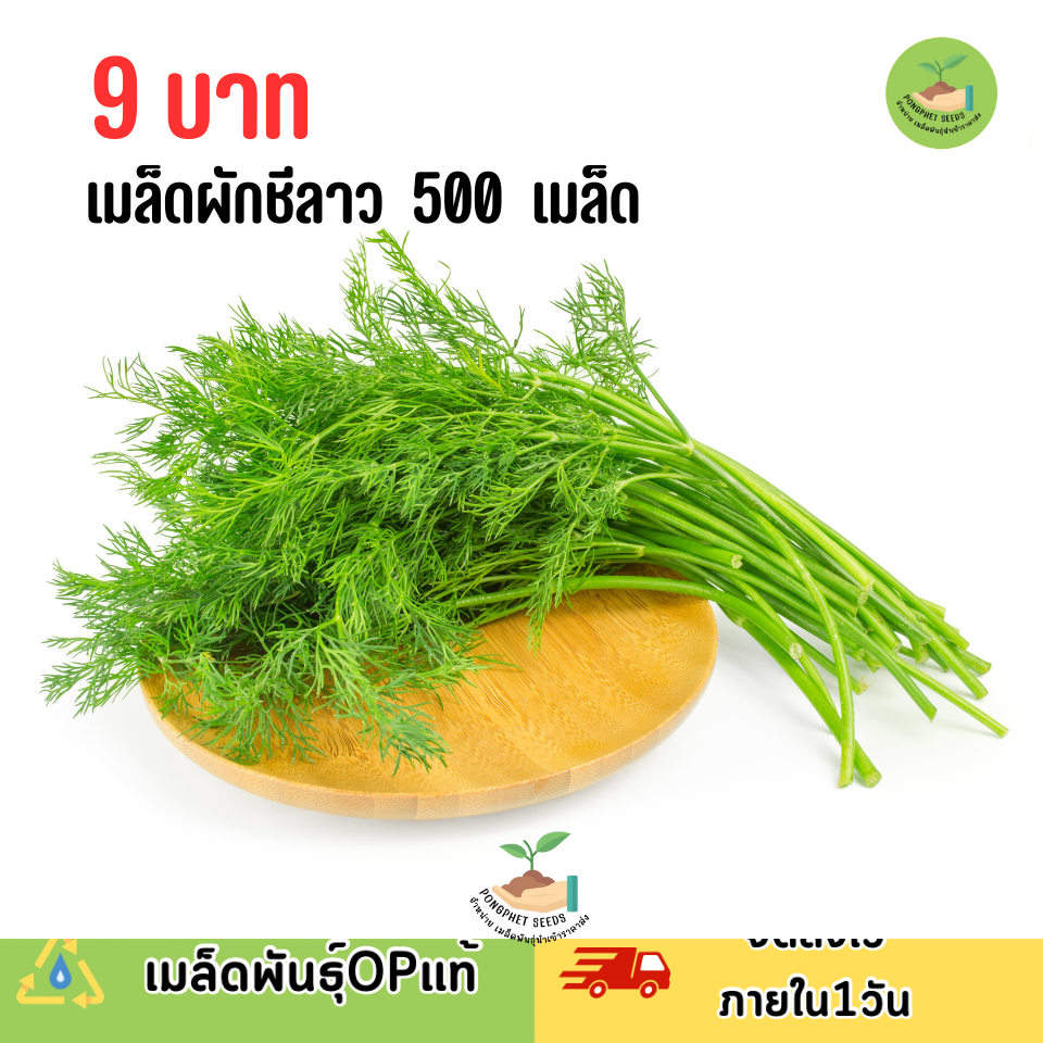 ถูกสุดคุ้ม เมล็ดผักชีลาว  500 เมล็ด