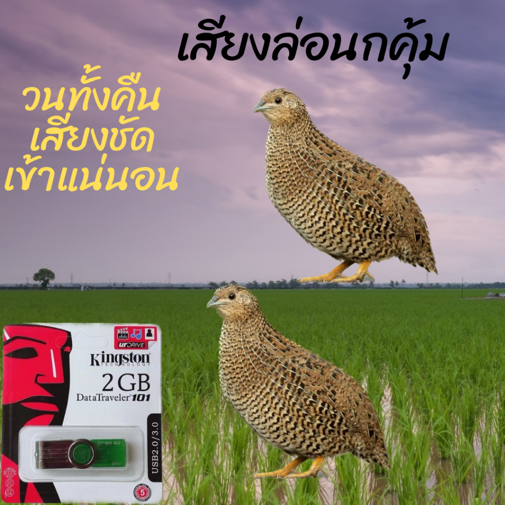 เสียงนกคุ้ม วนได้ทั้งคืนเปิดถึงเช้า เสียงคมชัด ในแฟลชไดร์ฟUSB