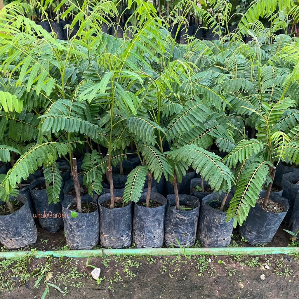 ต้นสะตอ สะตอใต้ พันธุ์ สะตอข้าว กิ่งติดตา ให้ผลเร็ว1ปี (Bitter bean) สะตอ (รับประกัน ส่งใหม่ฟรี หากสินค้าเเสียหาย!!) - รูปที่ 2