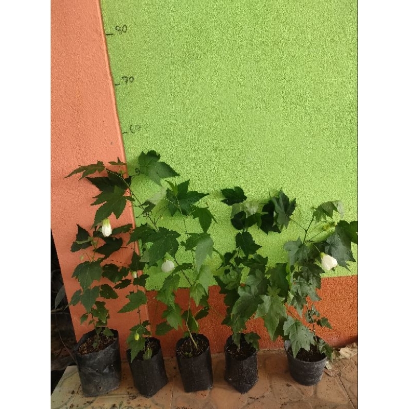 ต้นชบาโคมญี่ปุ่น ชบาโคมจีน ต้นชำพร้อมปลูก สูง 30-80 เซนติเมตร - รูปที่ 5