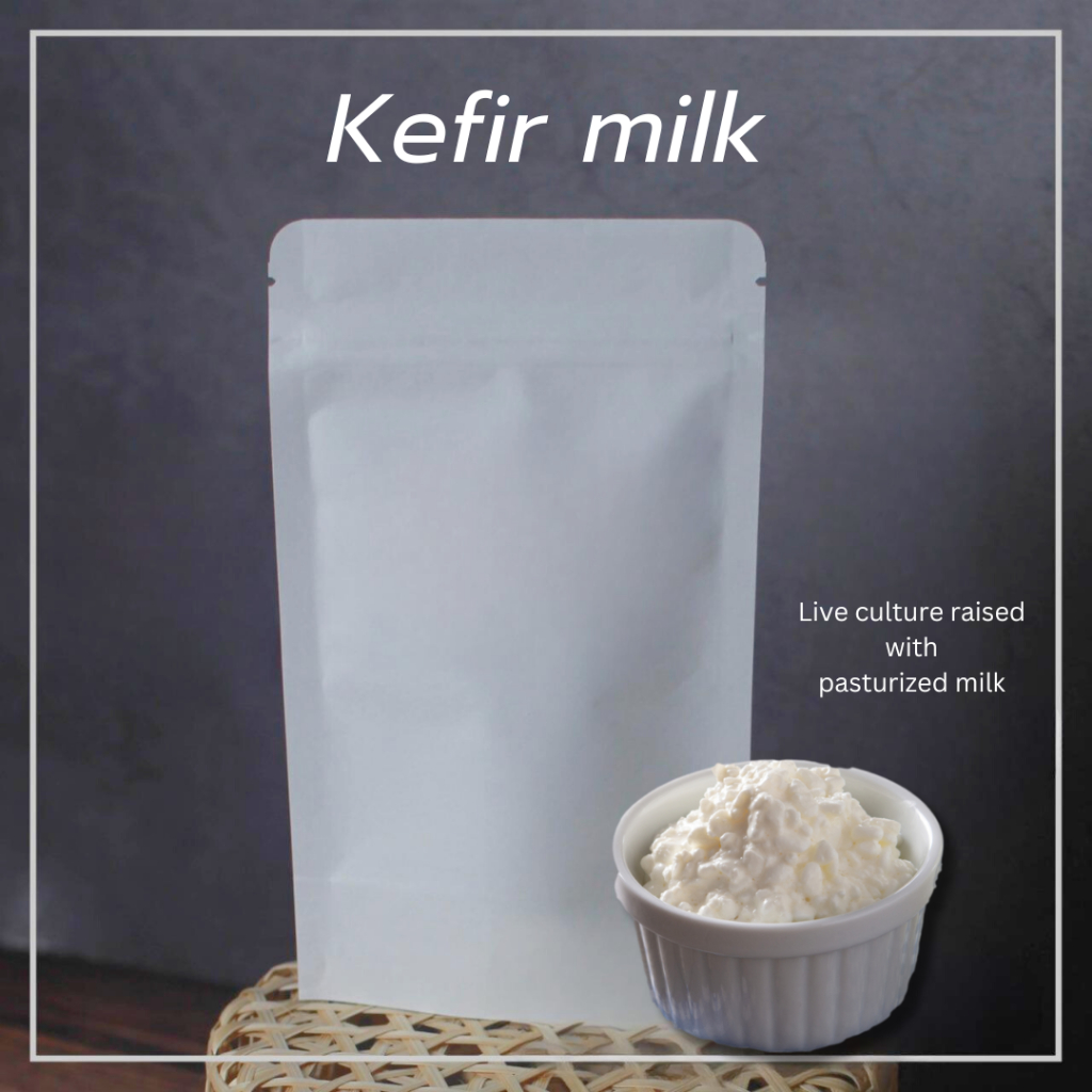 Milk kefir grain 10g raised with fresh pasteurized milk | เกรนคีเฟอร์นม 10g เลี้ยงด้วยนมฟาสเจอร์ไรส์
