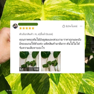 4แถม1 ท่อนพลูด่างยักษ์ บิ๊กเบิ่ม ราคาถูก ไม้ด่าง ไม้น่าสะสม