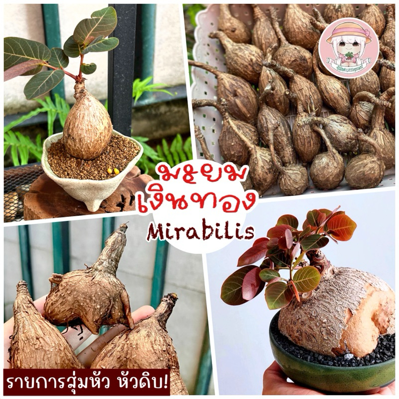 มะยมเงินมะยมทอง 《 ราคา 1 หัว 》Mirabilis ไม้มงคลเรียกทรัพย์ เรียกเงิน เสริมสิริมงคลด้านการเงิน