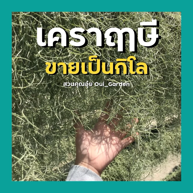 เคราฤๅษี คัดดำแล้ว ขายเป็นกิโล ต้นไม้ฟอกอากาศ ลดpm2.5