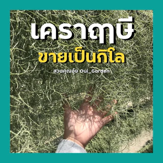 เคราฤๅษี คัดดำแล้ว ขายเป็นกิโล ต้นไม้ฟอกอากาศ ลดpm2.5